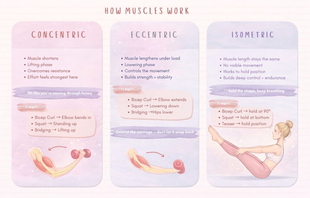 How muscles work