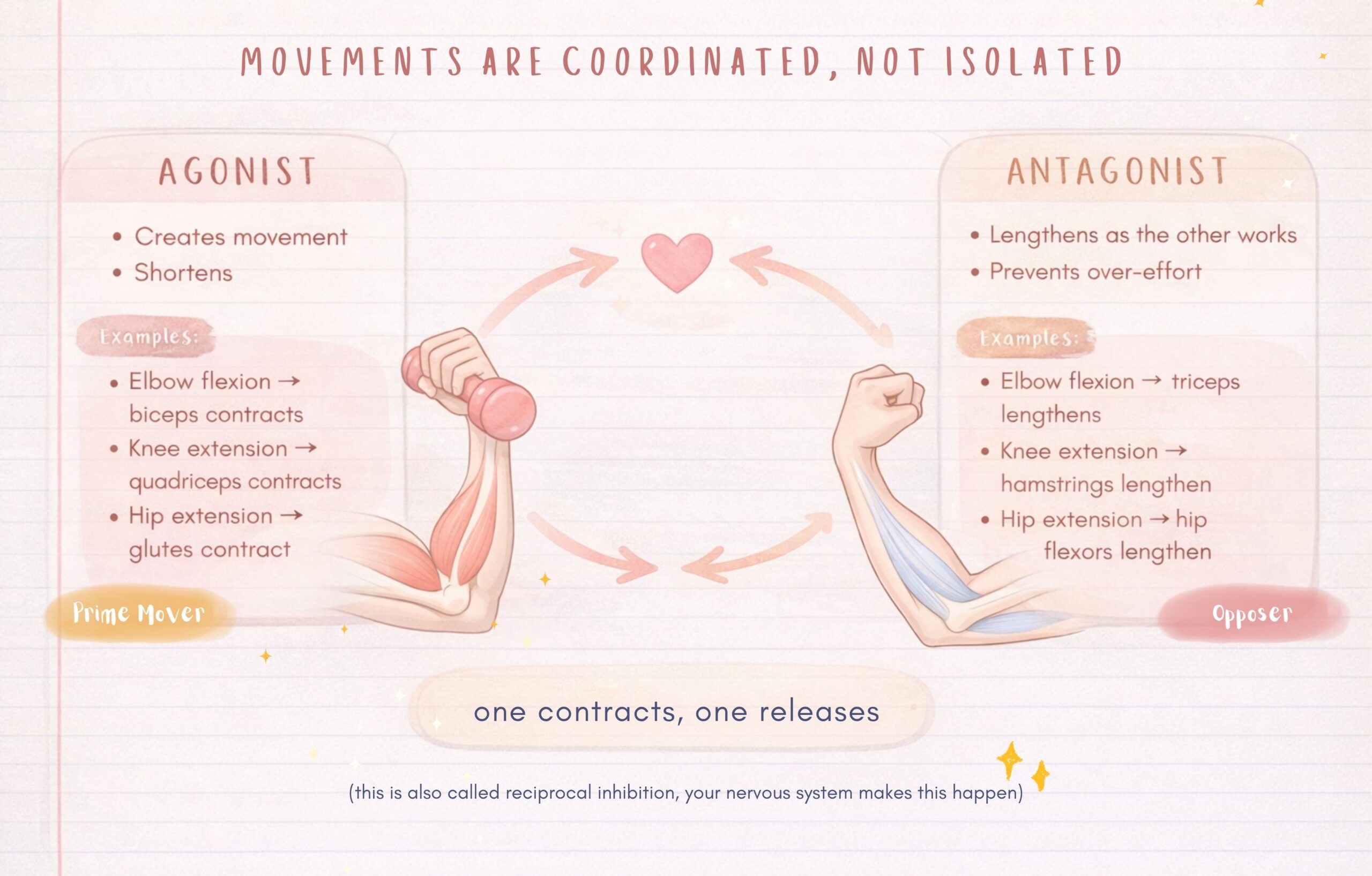 How Muscles Work Together